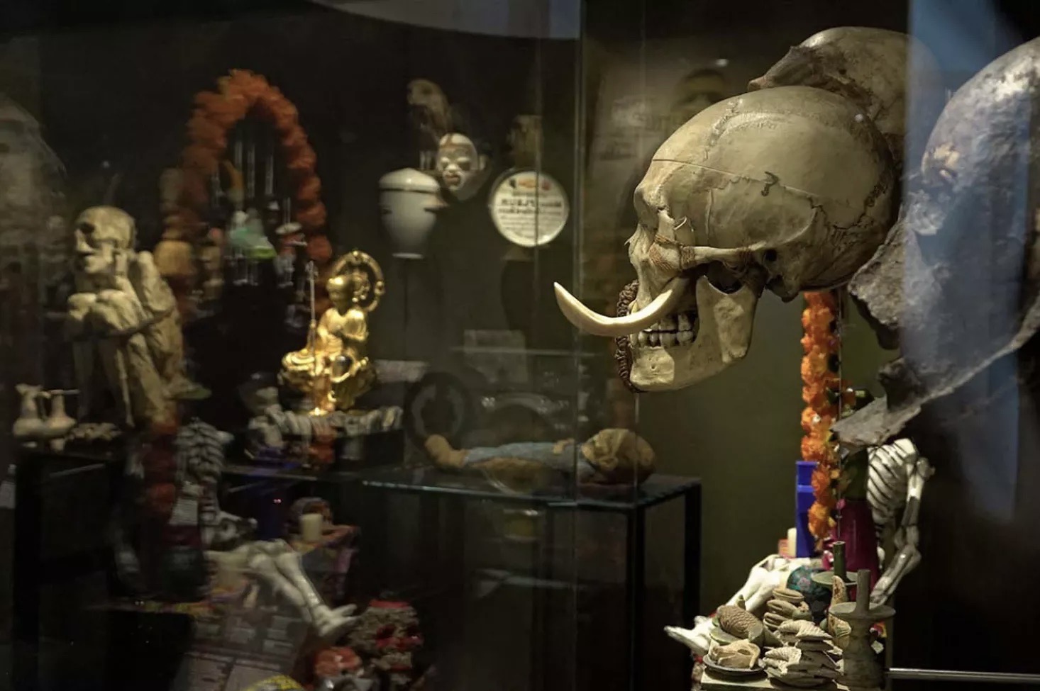 Museum of Human History